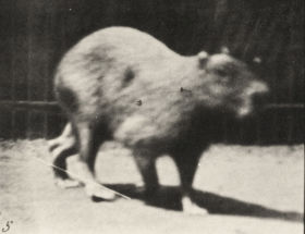 Plate 746 Capybara walking — figure reference
